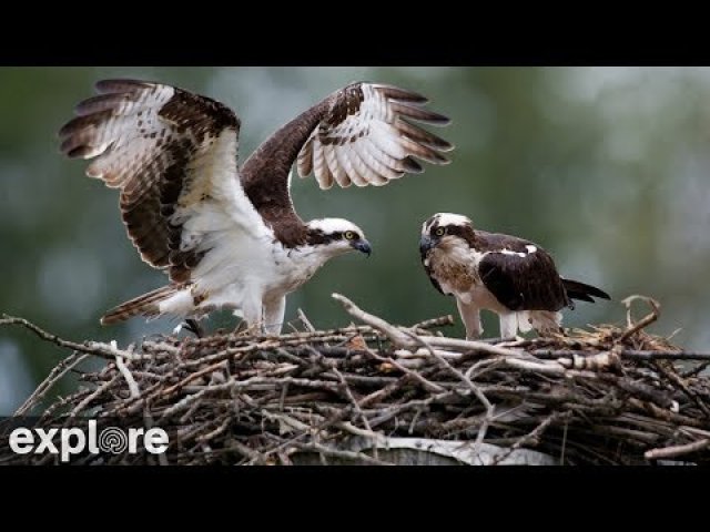 Charlo Montana Osprey Nest