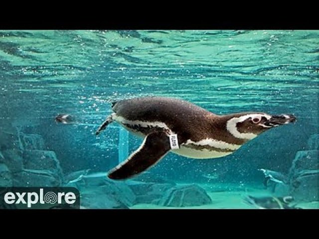 Penguin Colony at Pacific Aquarium