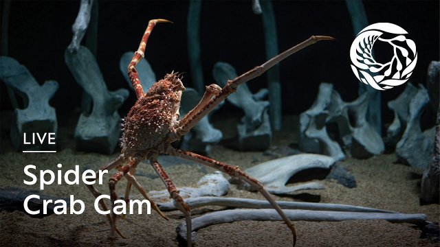 Monterey Bay Spider Crabs Habitat