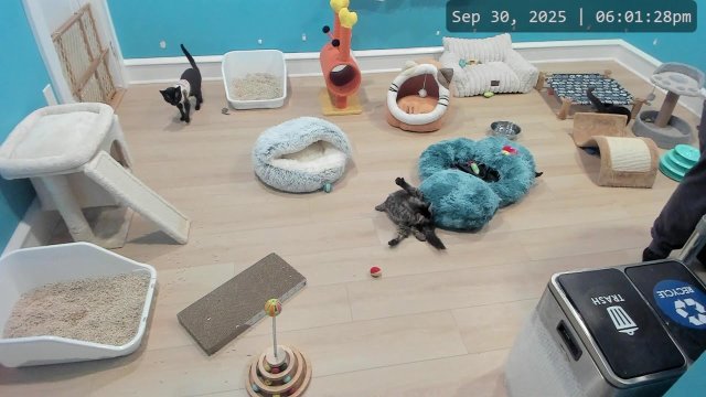 Kitkat Kitten Playroom Fun