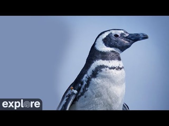 Penguin Beach Habitat at Pacific Aquarium