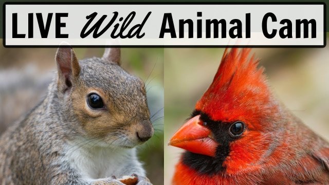 Ohio Backyard Wildlife Feeders