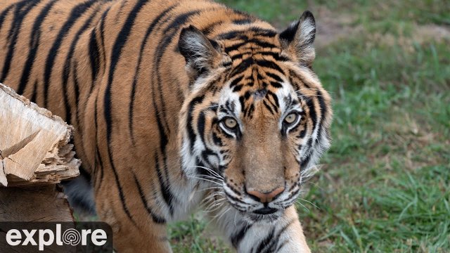 Turpentine Creek Tiger Enclosure