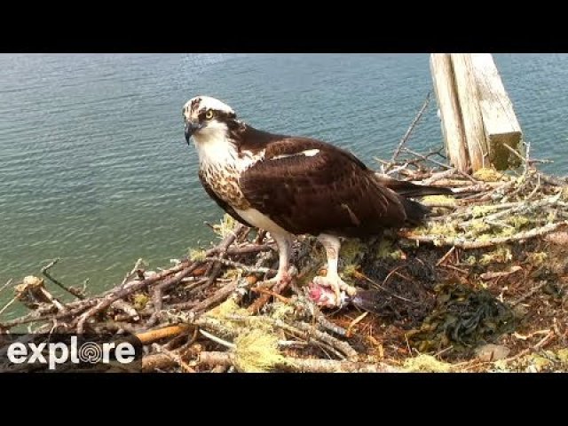 Hog Island Osprey Nest