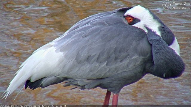 Trevor Zoo Pond in Millbrook