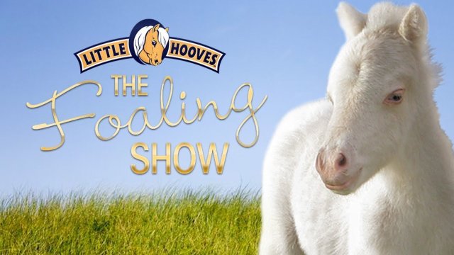 Montesano Horse Foaling Stall 2