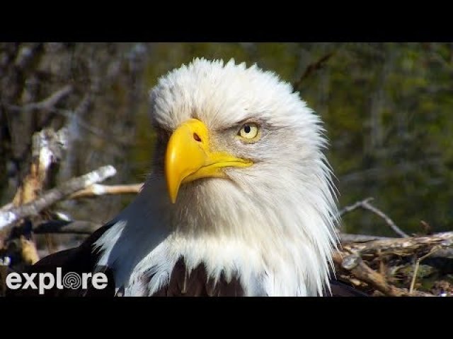 Decorah Bald Eagle Nest Overlook