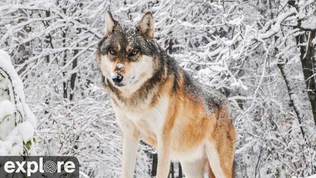 Ely Minnesota Wolf Pack Habitat