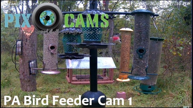 Murrysville PA Bird Feeder View