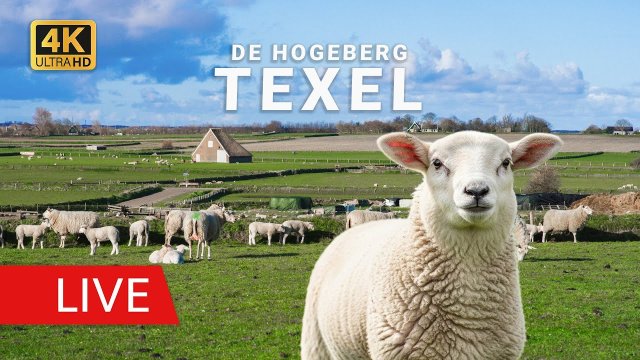 De Waddel Sheep Farm on Texel Island