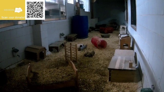 Bakkeveen Guinea Pig Habitat