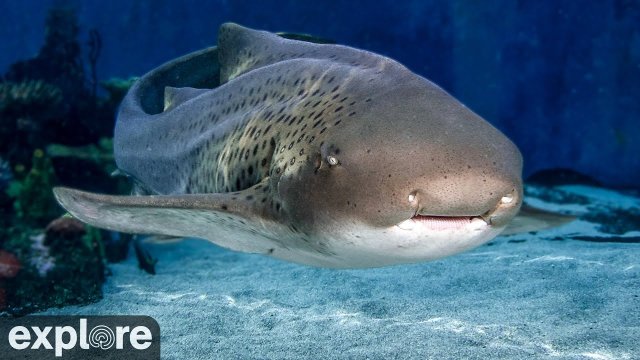 Shark Lagoon Pacific Aquarium View