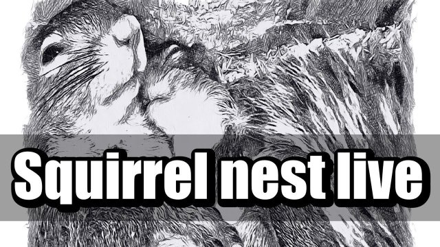 Squirrel Nest Close-Up in DC Woods