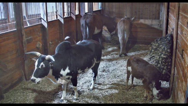 Ipswich Donkey Barn Farm View