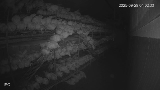 Kipster Chicken Farm in Indiana