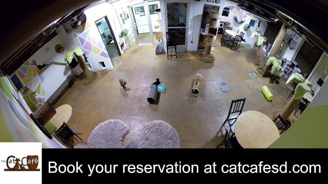 San Diego Cat Cafe Feline Frolics