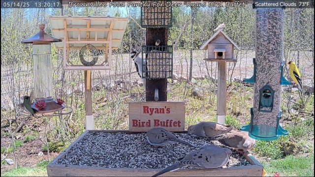 Maine Wildlife Feeding Haven