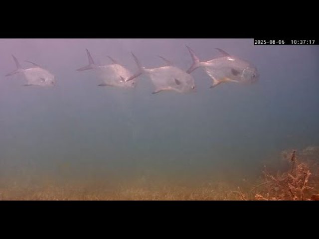 John Pennekamp Vibrant Coral Reef