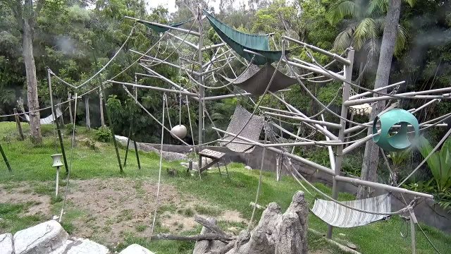 San Diego Zoo Ape Habitat View