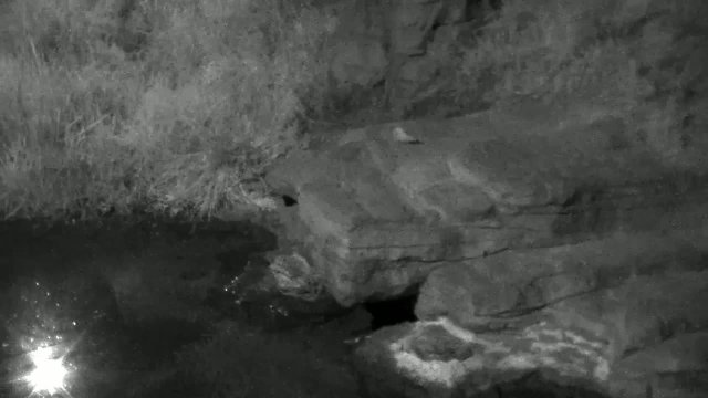 Polar Bears at San Diego Zoo