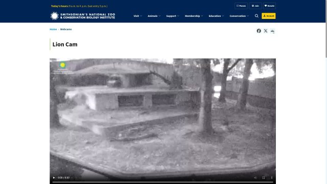 Lions at Smithsonian National Zoo