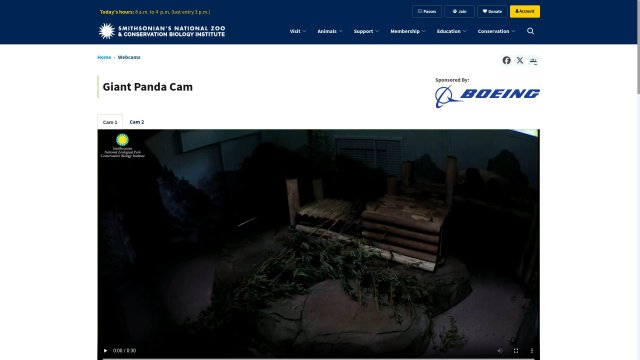 Giant Pandas at National Zoo