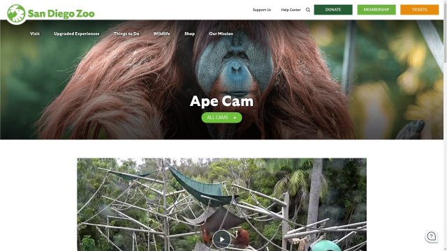 San Diego Zoo Ape Habitat View