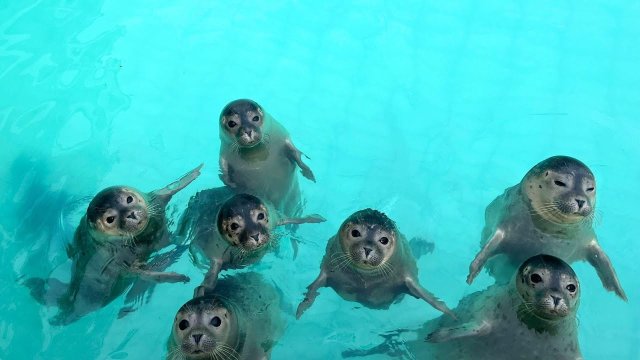 Pieterburen Seal Rehab Center