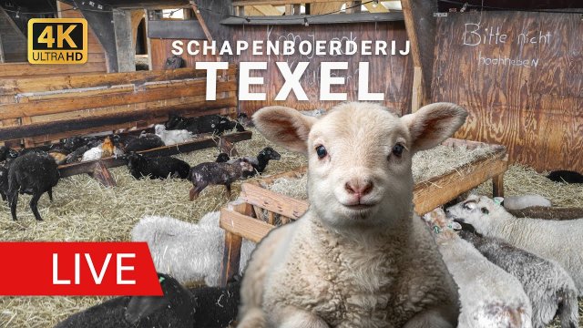 Texel Sheep Barn Lambs View