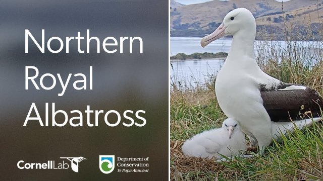 Taiaroa Head Royal Albatross Nest