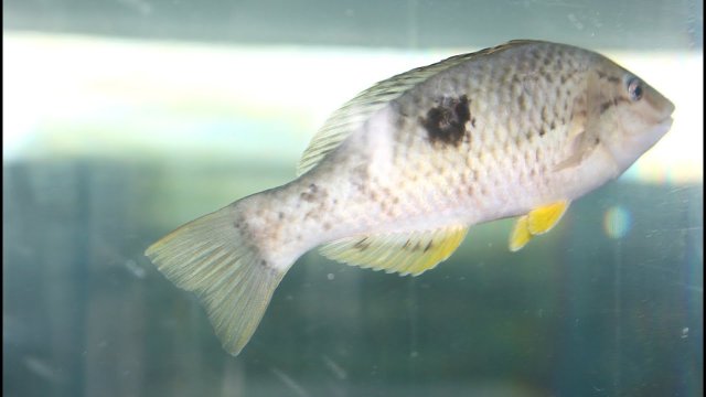 Portobello Marine Lab Fish Tank