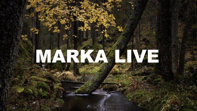 Marka Forest Canopy View