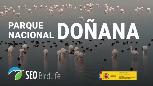 Doñana National Park Marshes