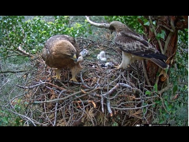 Booted Eagle Nest in Ports Park