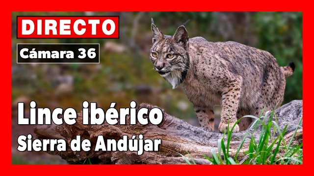 Iberian Lynx in Sierra Morena