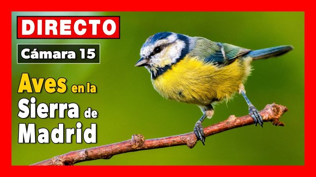 Sierra Norte Bird Feeding Spot