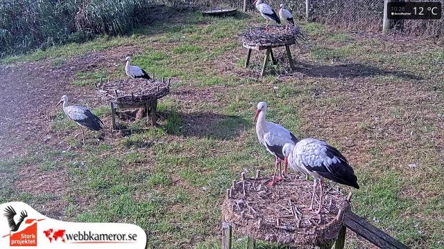 Storks Thriving at Fulltofta Enclosure