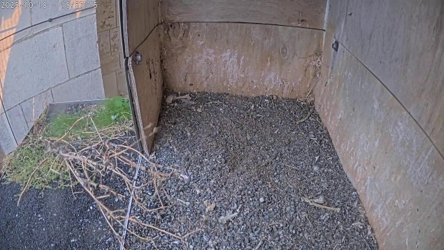 Oudenaarde Peregrine Falcon Nest