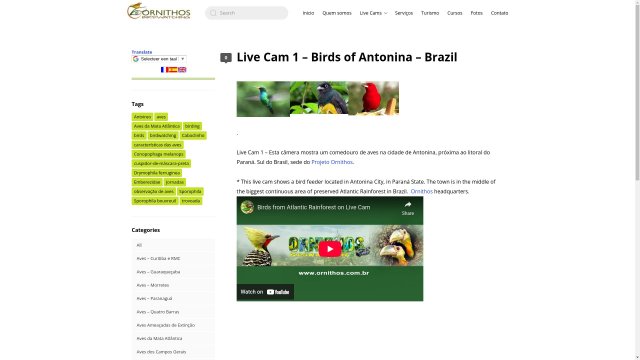 Brazil's Lush Atlantic Rainforest