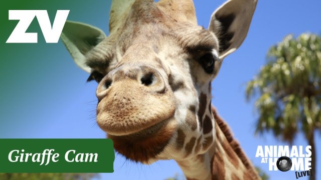 Melbourne Zoo Giraffe Enclosure View