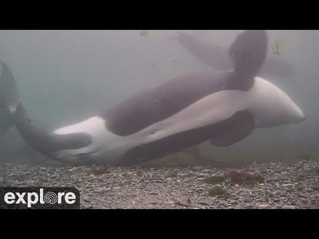 Orcas Belly Scraping in BC Inlet