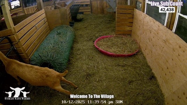 Ontario Lakeside Goat Pastures