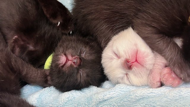 Fort Langley Kitten Family Frolic
