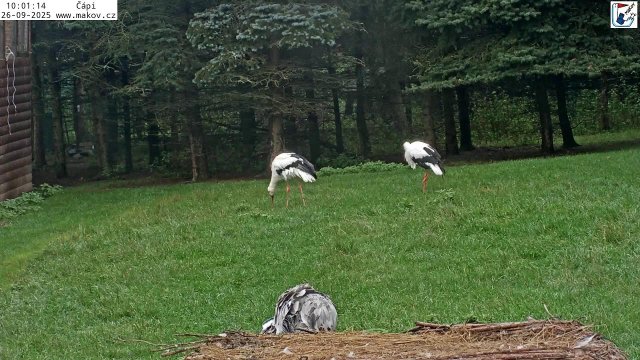 Makov Stork Nesting Station